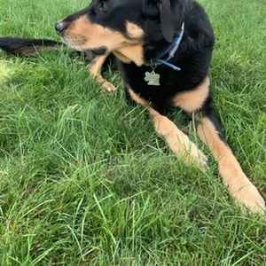 Mikeeagle11's avatar